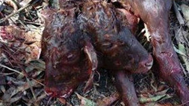 الحق والضلال