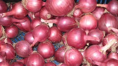 اعرف السبب فساد عشرات الأطنان من البصل وراء رفع أسعاره