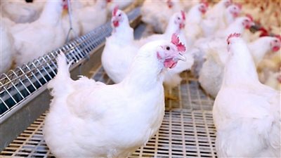 سعرها حلو النهاردة اعرف كيلوا الفراخ البيضاء بكام في الأسواق