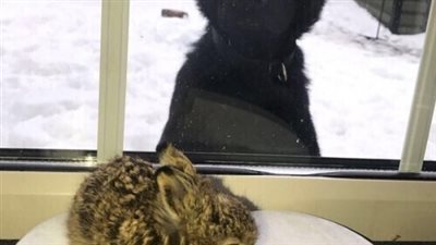 قوات الشرطة الأيرلندية فى مهمة انتحارية لهذا السبب