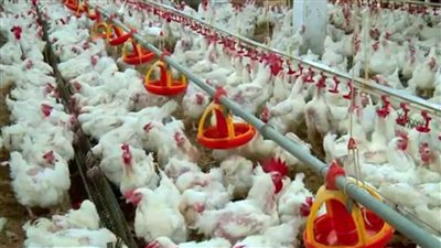 اخيرا أسعار الفراخ نزلت بسرعة جنونية شوف الكيلو بقا بكام