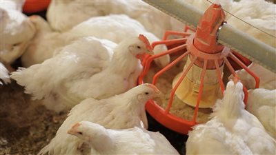 بشأن الأسعار شعبة الدواجن تزف بشري سارة للمواطنين في رمضان