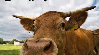 دلوقتي انتي جالك عريس وفرحانه بيه لازم تسألي نفسك سؤال مهم جدا