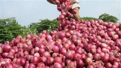 هل يرتفع سعره من جديد قرار عاجل من الحكومه بعوده تصدير البصل