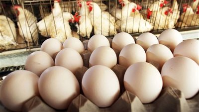 إعلان هام بشأن أسعار الدواجن والبيض ومفاجأة قبل العيد