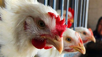 الحكومه تزف بشرى ساره بشأن اسعار الدواجن والتنفيذ من الغد