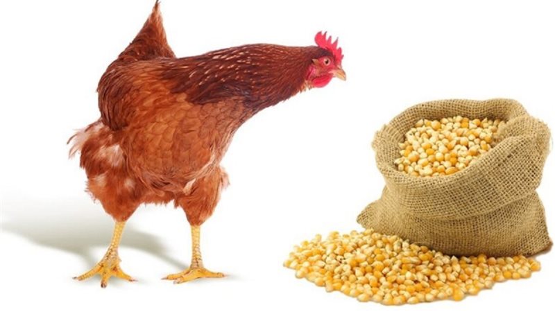 الحق والضلال