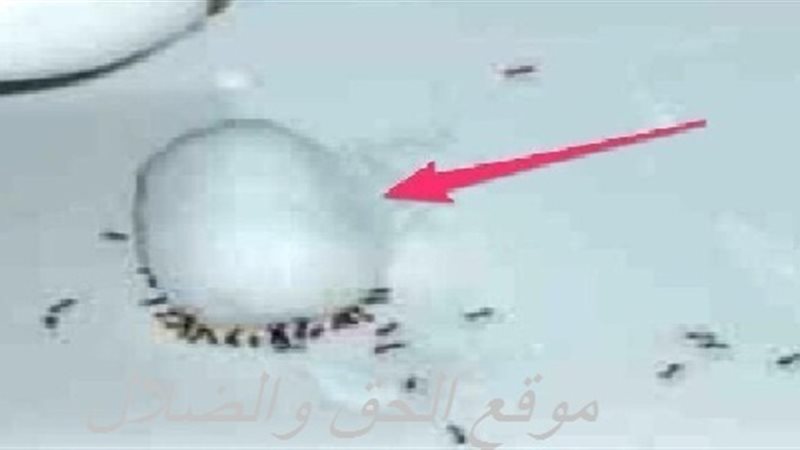 الحق والضلال