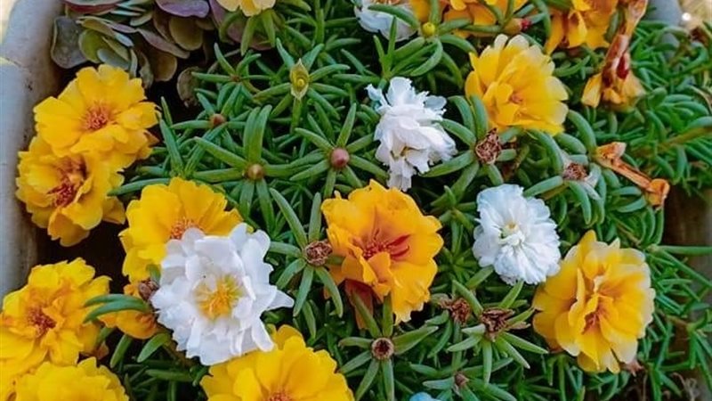 الحق والضلال