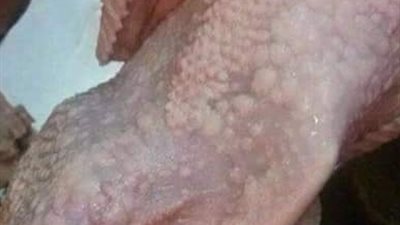 احذروا من هذة الدجاج