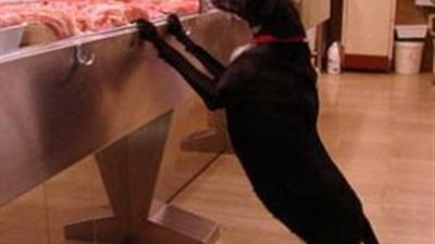 جزارا كان ينظر نحو نافذة محله وإذا بكلب صغير يدخل عليه وهذا ما فعلة