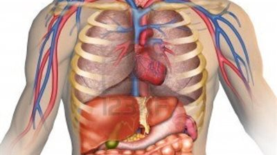 هل تعلم ماذا يحدث في جسم الانسان كل ثلاثون ثانيه؟ سبحانك ربي