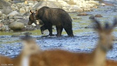 اختفاء طفل عاقبته أسرته بتركه فى غابة للدببة البرية!