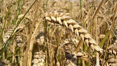 تعرف على المياه الافتراضية التى تصدرها مصر رغم معاناتها من الشح المائى