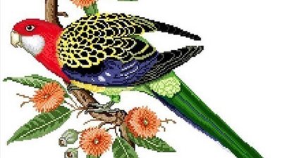 شاهد بالصور زهور نادره جدا علي شكل الببغاء سبحان الله الخالق العظيم