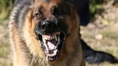 بالأسماء.. «كلب» يعقر 12 شخصا