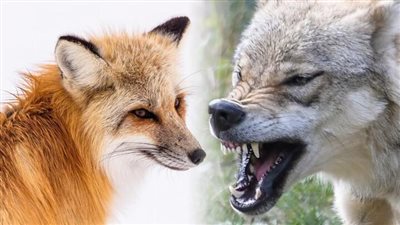 هل تعلم لماذا يقال خليك ذئب؟ دون معرفة حقيقية بصفاته