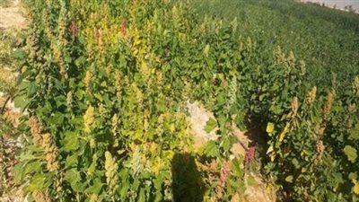 هل محصول الكينوا بديل للقمح؟.. مسؤول بالزراعة يُجيب