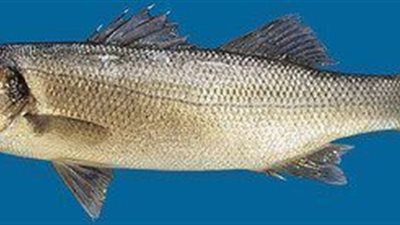 لماذا نأكل السمك فى بعض الاصوام ؟