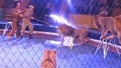 بالفيديو والصور || اسد يهاجم مدربه