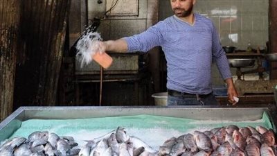 عاجل . . عن ارتتفاع اسعار السمك ورد فعل البرلمان
