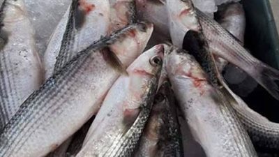 عاجل . . اسعر الاسماك اليوم