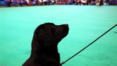 مش هتصدقو . . كلب البحر ده انقذ مين