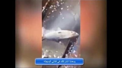 بالفيديو . . . ماكينه تقشير السمك مذهله