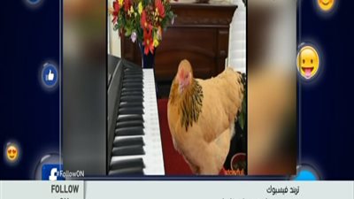 بالفيديو . . . اتحداك تعمل نص اللى الفرخه ديه عملته ده كان تحدي فعلا على فيس بوك