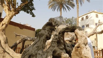 معلومات عن شجرة السيدة مريم العذراء فى المطرية إحدى مسارات العائلة المقدسة