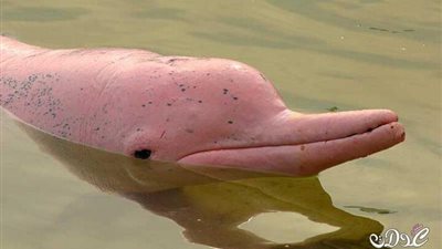 بالصور..تعرف علي الدولفين الوردي الذي يعيش في نهر الامازون وهو نادر جدا