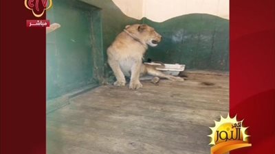 بالفيديو هااام من وزاره الزراعه بخصوص ضبط 5 اسود بالدقهليه