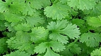 فوائد الكزبره الصحيه . . وعلاقتها بالتنحيف