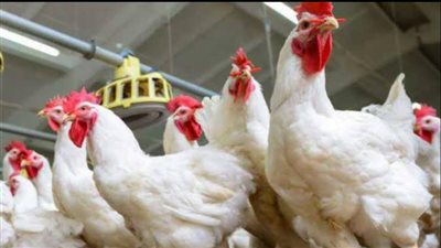 بعد قرار الحكومة انخفاض في أسعار الدواجن والاسماك