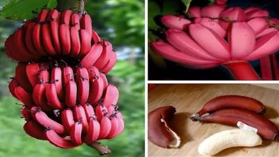 الموز الأحمر سعره ٢٥٠ جنيه للكيلو لخمسة أسباب تعرف عليها