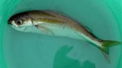 بالصور | شاهد ظهور اغرب سمكة فى العالم واسنانها تشبة اسنان الانسان وصورها مخيفة جدا