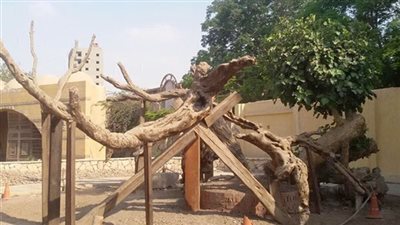 صدى البلد تكتب .. تعرف على قصة شجرة مريم المكان المقدس الذى طالة الاهمال فى المطرية