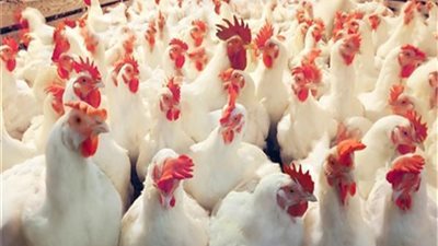 تعرف على اسعار الدواجن فى الاسواق المصرية اليوم الثلاثاء 21-5-2019