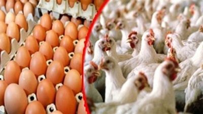 فى بداية اليوم الخميس .. تراجع اسعار الدواجن وشاهد ما حدث فى سعر البيض فى السوق المصرى