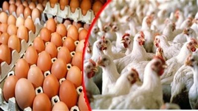 انخفاض فى اسعار البيض فى الاسواق ... وهذا ما حدث فى اسعار الدواجن