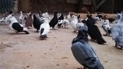 طبيب شهير يحذر من تربية الحمام خطورته مثل البلهارسيا