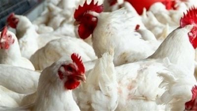 الدواجن ب٣٨ جنيه و كرتونة البيض ب٧٠ مصدر مسئول يكشف موعد انخفاض الأسعار