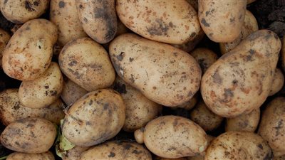 مليئه بالسموم تحذير من تناول البطاطس المنبته والطريقه الصحيحة لتخزينها