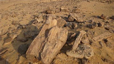 غابة متحجرة في مصر لن تصدق أين توجد