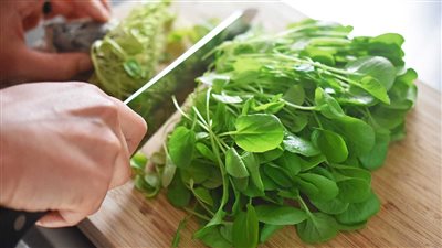 فوائد لا حصر لها للحوامل والرجال الجرجير من كتر فوائده هاتزرعه تحت السرير