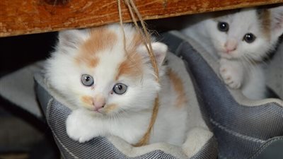 مش هتقدر تقاوم نفسك من الضحك مع اجمل النكت