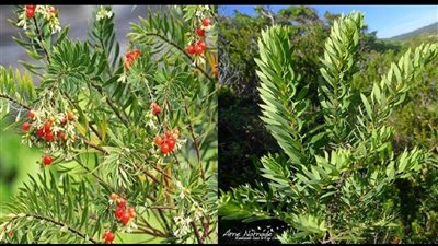 معجزه من الله عشبه واحده تقضي على جميع مشاكل القولون وتصنع المستحيل للنساء