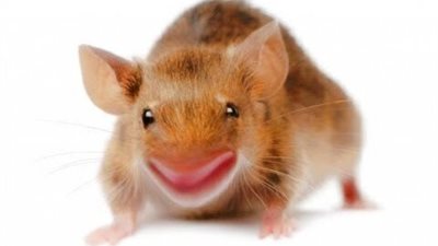 غرائب وطرائف مضحكة