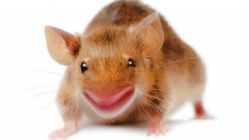 الحق والضلال