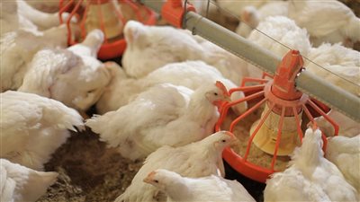 اسعار البانيه تقترب من الـ100 جنيه للكيلو تعرف على سعر الفراخ والبط